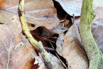 Blätter und Zweig als Hintergrund