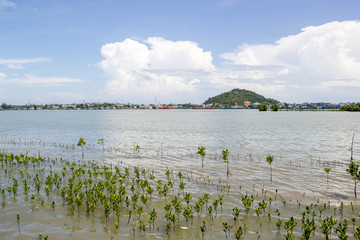 mangrove forest near the sea