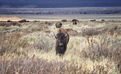 Young American bison, Wyoming, USA.