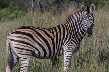 Obraz na płótnie Canvas Zebra's grazing in the wild at the Welgevonden Game Reserve in South Africa