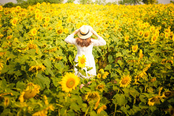 Obraz premium Tourist is travel into Sunflower field.