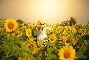Obraz premium Tourist is travel into Sunflower field.