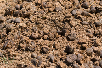 horse droppings