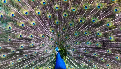 Fotobehang  peacock © Pakhnyushchyy