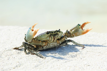 crab on beach
