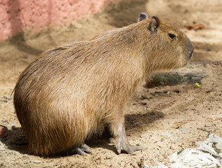 Capybara