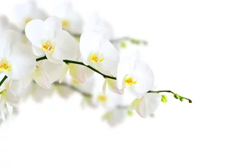 Papier Peint photo autocollant Orchidée Orchidée blanche