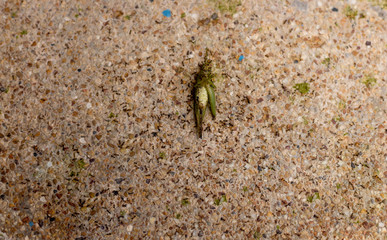 Ants eating dead grasshopper