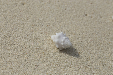 Shell on a white coral sand.