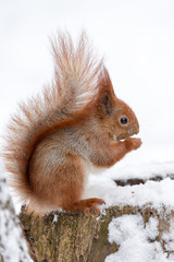 Cute fluffy squirrel eating nuts on a white snow in the winter forest.