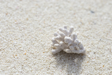 White corals on the white sand.