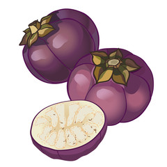 Vector round eggplant