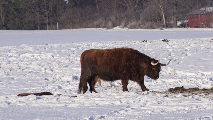 Long-haired bull in snow