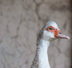 Fototapeta premium duck head