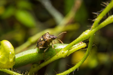 Bug macro, on nature leaves as background