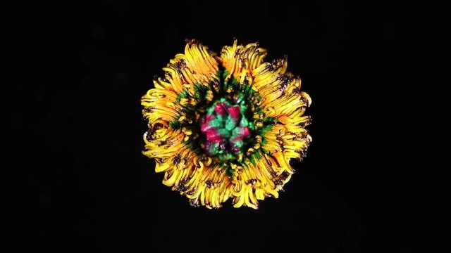 Slowly revolving colorful flower made by pigments