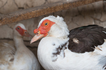 Fototapeta premium duck head