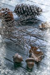 Background with dry branches, cones, acorns and oaken leaves. Wi