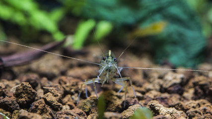 Caridina multidentata, Amano shrimp