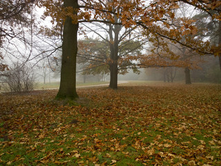 Autumn in the forest.