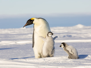 Emperor Penguins on the frozen Weddell Sea