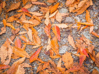 Autumn leave on the rock ground texture for background