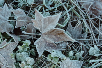 Foglia di albero in inverno coperta di brina