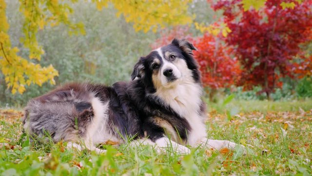 Purebred Australian Shepherd lying on the grass. Against the background of autumn trees