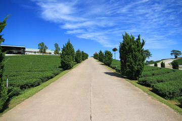 Fototapeta na wymiar Road to the hill with blue sky background