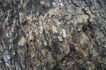 closeup peel of  tree