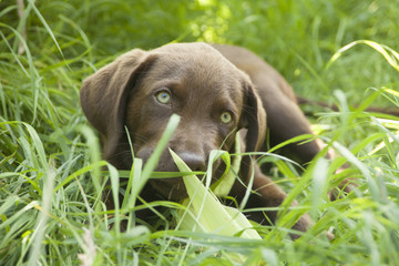 Labrador spielt mit Holz