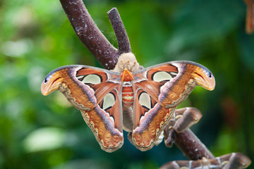 beautiful tropical orange, brown and white moth butterfly named Attacus Atlas, from Saturniidae family, also known as Atlas moth, in branch plant
