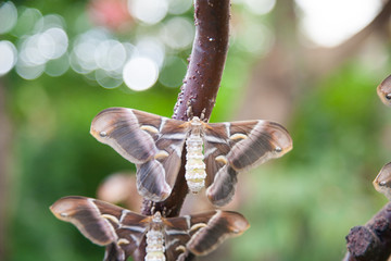 beautiful tropical grey, brown and white moth butterfly named Samia Ricini or Cynthia, from Saturniidae family, also known as Ailanthus silk moth, in branch plant
