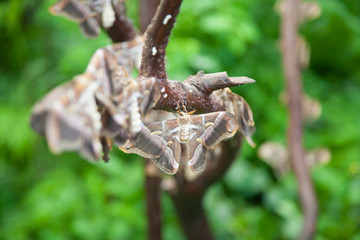 beautiful tropical grey, brown and white moth butterfly named Samia Ricini or Cynthia, from Saturniidae family, also known as Ailanthus silk moth, in branch plant
