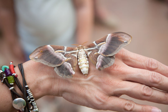 beautiful tropical moth butterfly named Samia Ricini or Cynthia, from Saturniidae family, on woman hand
