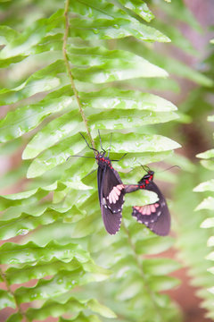 beautiful tropical black, red and white butterfly named Parides iphidamas, from Papilionidae family, also known as Iphidamas Cattleheart and the Transandean Cattleheart, on green leaf plant
