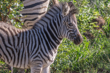 Naklejka premium Zebra's grazing in the wild at the Welgevonden Game Reserve in South Africa