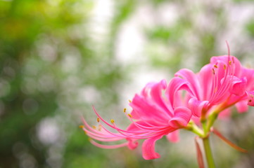 木陰で咲くピンクのリコリス