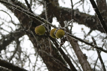 Grüne Äpfel im Rauhreif am Baum 