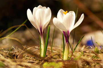 Fototapeta premium Crocus flower