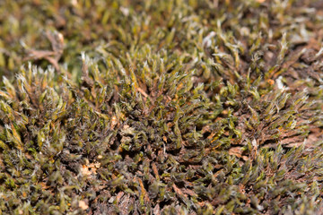 moss as background