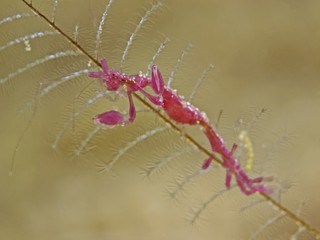 Skeleton Shrimp on Hydroids, Widderkrebschen auf Hydrozoen