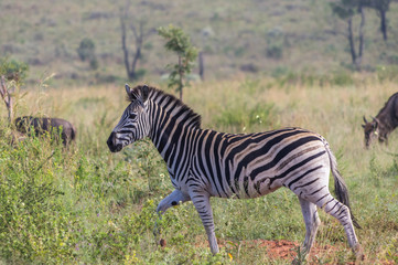 Zebra's grazing in the  wild at the Welgevonden Game Reserve in South Africa