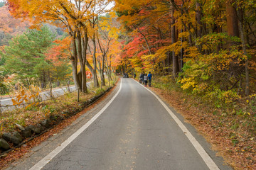 Fototapeta premium road with red yellow and green colorful maple at Kawaguchiko Japan