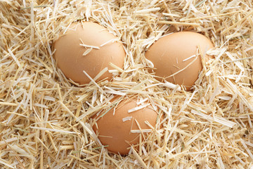 Brown eggs in a farm straw