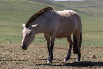 Mongolische Pferde...