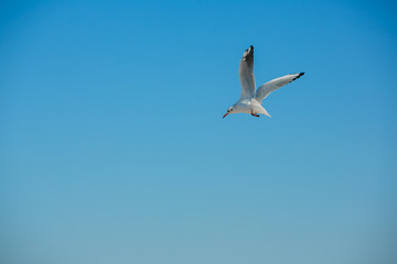 seagull swoop blue sky