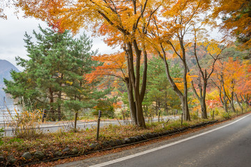 road with red yellow and green colorful maple at Kawaguchiko Japan