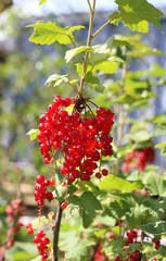 Bunch of red currants