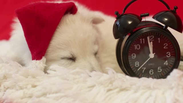 puppy in a hat of Santa Claus sleeping on a red background